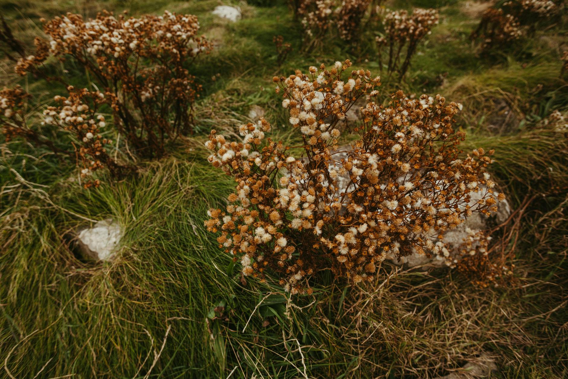 Dzika roślinność na zielonym wzgórzu w Irlandii Północnej