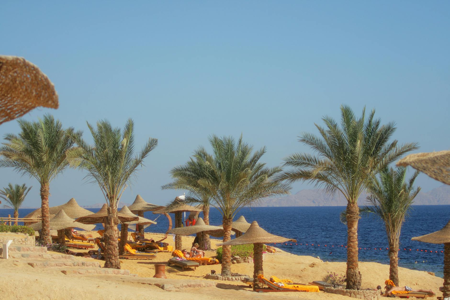 Plażowe leżaki i parasole pod palmami nad morzem w Egipcie